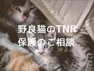 野良猫 保護 TNR