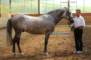 Cayyal les Barbes Körung 2012