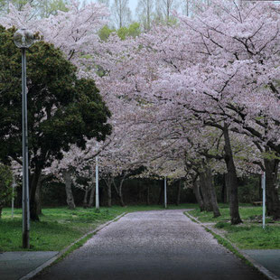 新檜尾台緑道さくら