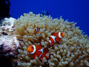 Soft coral and pretty tropical fish at Apo Island