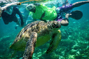 One of our students is excited to see a sea turtle