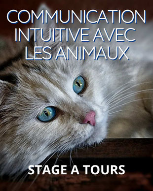 communicationn animale avec brigitte ballard - stage en touraine 37000