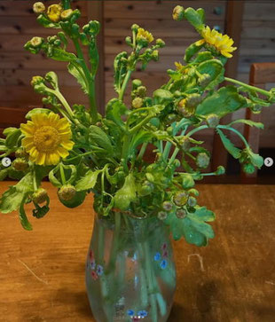 サラダ春菊の花