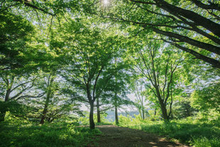 Wasserの森の景色