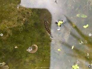 田んぼの掃除屋「が虫」が大量発生！