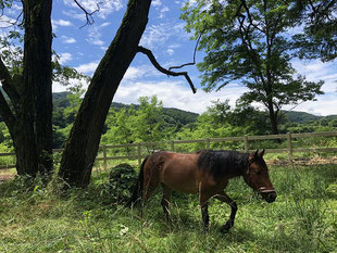 飼育馬のお米ちゃん