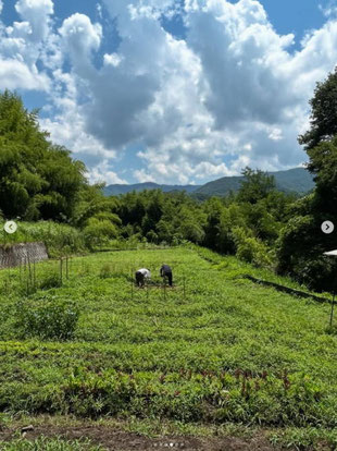 畑でも畑を覆い隠すほどの雑草と格闘!