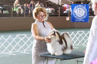 犬種ハバニーズ ドッグショーチャンピオン ハバニーズ専門ブリーダー ブリリアントハバニーズ