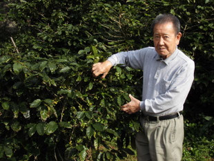 現在の小笠原島のコーヒー栽培 History38 ページ