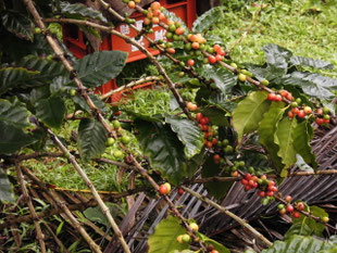 現在の小笠原島のコーヒー栽培 History38 ページ