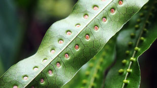 bound for eden, eva marie lobmaier, travel photography, natural pattern, Philippines