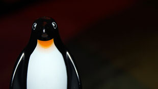 2013-Dec-29 Joburg penguin