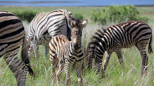Baby-zebra