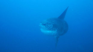 bound for eden, travel photographie, Mola mola, indonesia