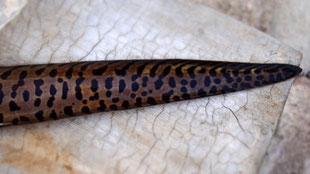 Eel, Camiguin, Philippines