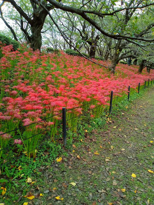 権現堂の曼珠沙華