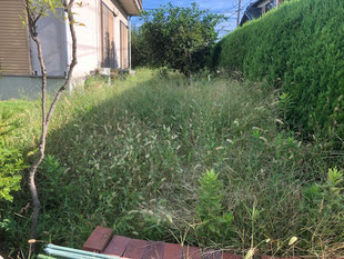庭のエノコロ草を草刈です。