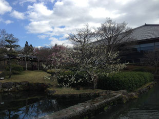 関係ないですが先週末の奈良公園です☆