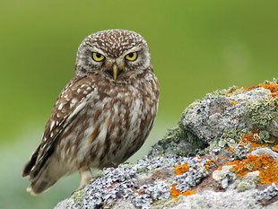 Foto Eduard Germann, Steinkauz, Athene noctua, Nordwestschweiz, Trinationales BirdLife-Programm, strukturreiche Kulturlandschaften, extensive Weiden und Wiesen, 