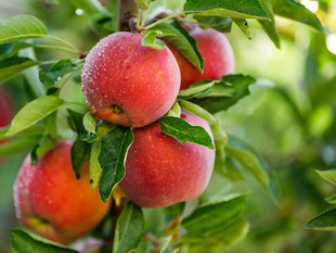 Most, Mosttag, Äpfel, gesunde Nahrung, Reinach, Kinder, Ernte, mosten, Apfelsaft, naturtrüb, Traktorfahrt