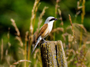 Vogelkurs, Ornithologischer Kurs, Neuntöter, Anfänger
