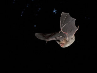 Foto: M. Koenig http://www.koenig-naturfotografie.com, Bechsteinfledermaus