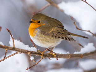 Rotkehlchen im Winter