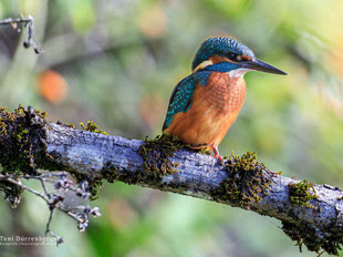Ornithologischer Grundkurs, Einführung in die Vogelkunde, Eisvogel, Einheimische Vögel, Feldstecher, Fernglas, Fernrohr