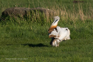 Grosstrappen bei Balz Hahn Buckow Deutschland Rathenow im Westhavelland 