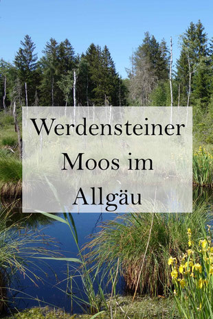 Hochmoor Werdensteiner Moos im Allgäu in Bayern bei Martinszell, Oberstdorf, Kempten