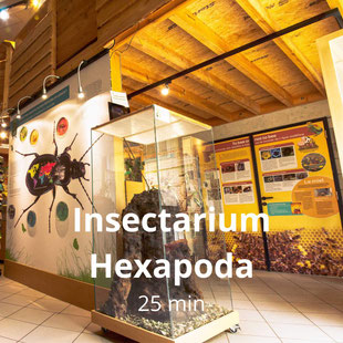 Activités autour de La Buissière-visite interactive passionante d'Hexapodas