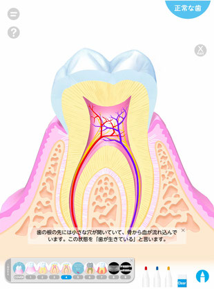 第１巻　健康な歯ってどうなってるの？（抜粋）