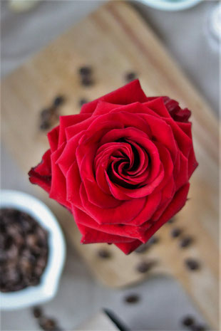 rote Rose
