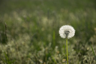 Frühling