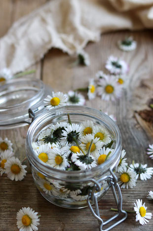 Gänseblümchen