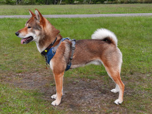 Shikoku 四国犬 , dutch shikoku breeder 