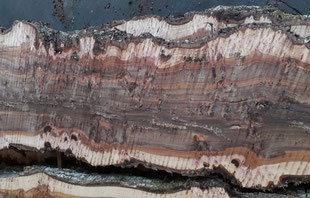 Elm burl, ideal for river tables, epoxy resin and wood