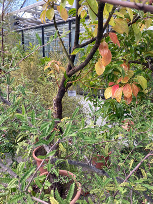 Cinnamomum camphora, Detailansicht der Rinde und Blätter, Botanischer Garten München. (Photo: P. Holleis, 17. August 2023)