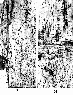 Fig. 2 (= VIII/15): Tangentialschliff; Gefaßtüpfel deutlich alternierend. Holzstrahlen ◄ mehrreihig, bis 5 Zellen. /  Fig. 3 (= VIII/15): Radialschliff; Holzstrahlen als Spiegel deutlich, teils mit verlängerten Kantenzellen, heterogen. 