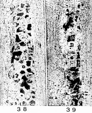Fig. 38-39: Radialschliffe; Gefäße durch sklerotische Thyllen ◄ vollständig blockiert.