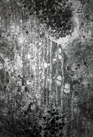 Laurinoxylon sp. mit Kotballen im Fraßgang (Dünnschliff E520). Querschliff 40x. (Aufnahme: P. Holleis)