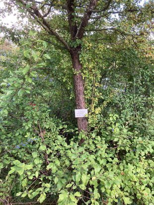 C. monogyna, Ansicht des Stammes und der Rinde, Botanischer Garten München. (Photo: P. Holleis, 17. August 2023)
