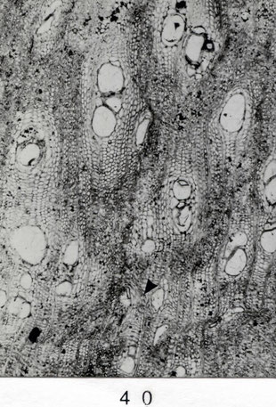 Fig. 40 (= E 427): Querschliff, 35 x. Poren zerstreut, im Frühholz größer und mit Resten von Thyllen. Vertikales Parenchym unregelmäßig paratracheal ►