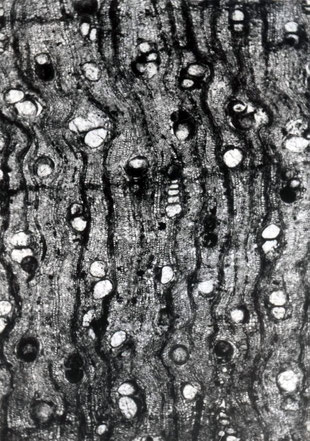 Laurinoxylon litseoides (Dünnschliff IX126). Querschliff 40x. (Aufnahme: P. Holleis)