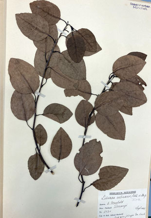 Litsea calicaris, Herbarbeleg, Botanischer Garten München. (Photo: P. Holleis, 17. August 2023)