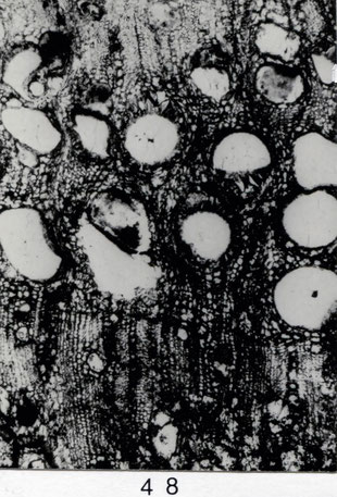 Fig. 48 (= A VI 26): Querschliff, 35 x. Frühholz mit mehreren Lagen aus großen Poren, voriges Spätholz feinporig und scharf abgesetzt.