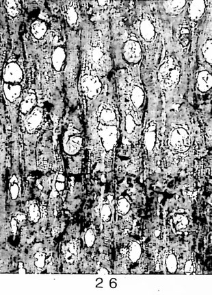 Fig. 26: Cinnamomoxylon franconium n. sp. (= W/58). Querschliff; Poren unregelmäßig zerstreut, teils radial gruppiert, mäßig groß und angefüllte Ölzellen häufig.