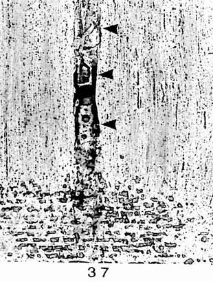 Fig. 37: Radialschliff; Holzstrahlen homogen. ► Gefäß mit sklerotischen Thyllen.