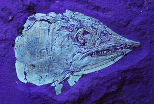 Abb. 264: Schädel der Gattung Aspidorhynchus unter UV-Beleuchtung, Länge ca. 9 cm; Mühlheim. (Photo Heyng)