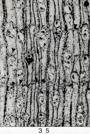 Fig. 35 (= Z 33): Querschliff, 35 x. Poren fein, zerstreut und gruppiert. Vertikales Parenchym unregelmäßig vasizentrisch ► und in tangentialen Bandstücken ►